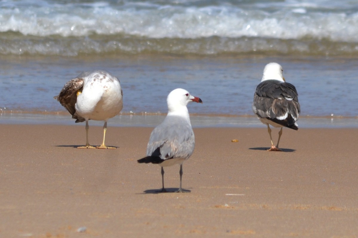 Audouin's Gull - Paulo  Roncon