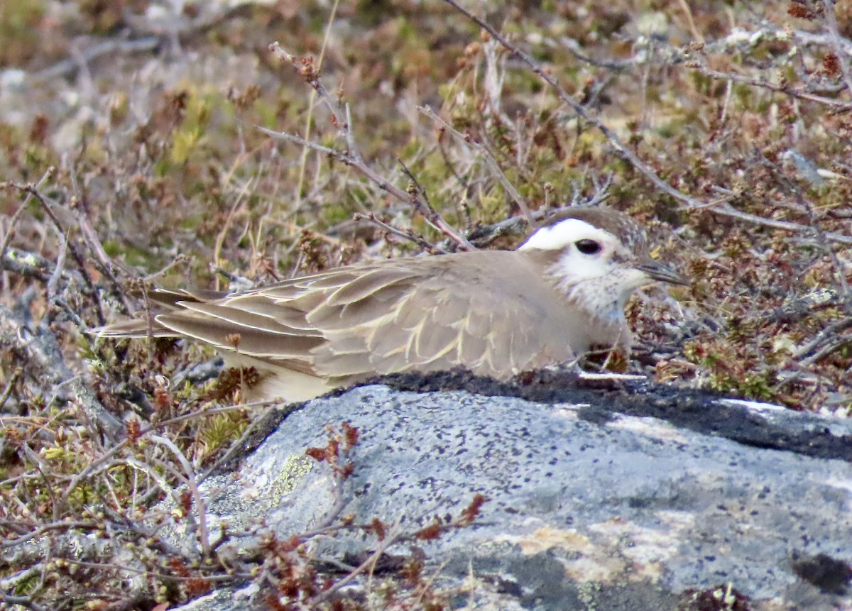 Eurasian Dotterel - Suzanne Roberts