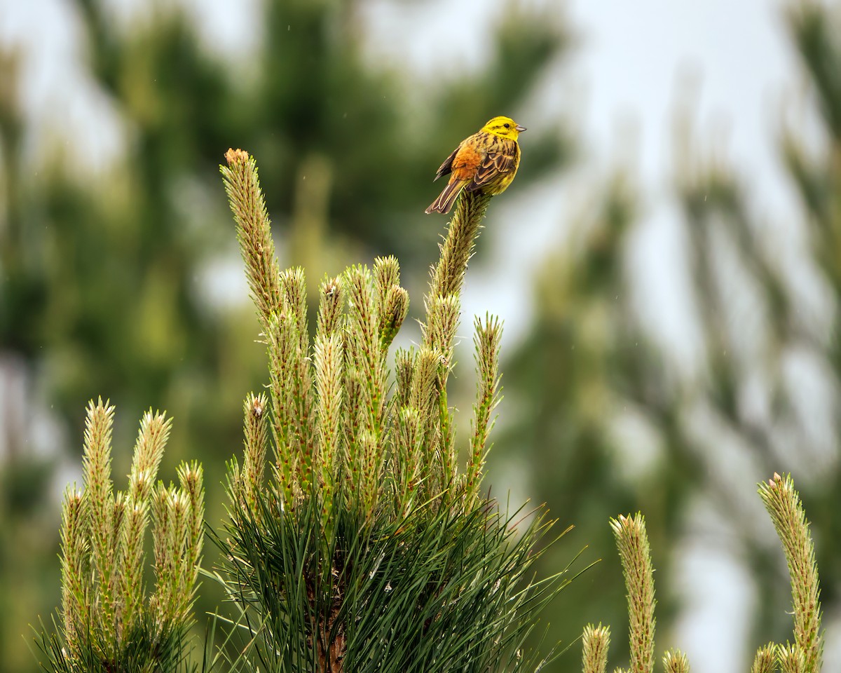 Yellowhammer - Gavin Stone