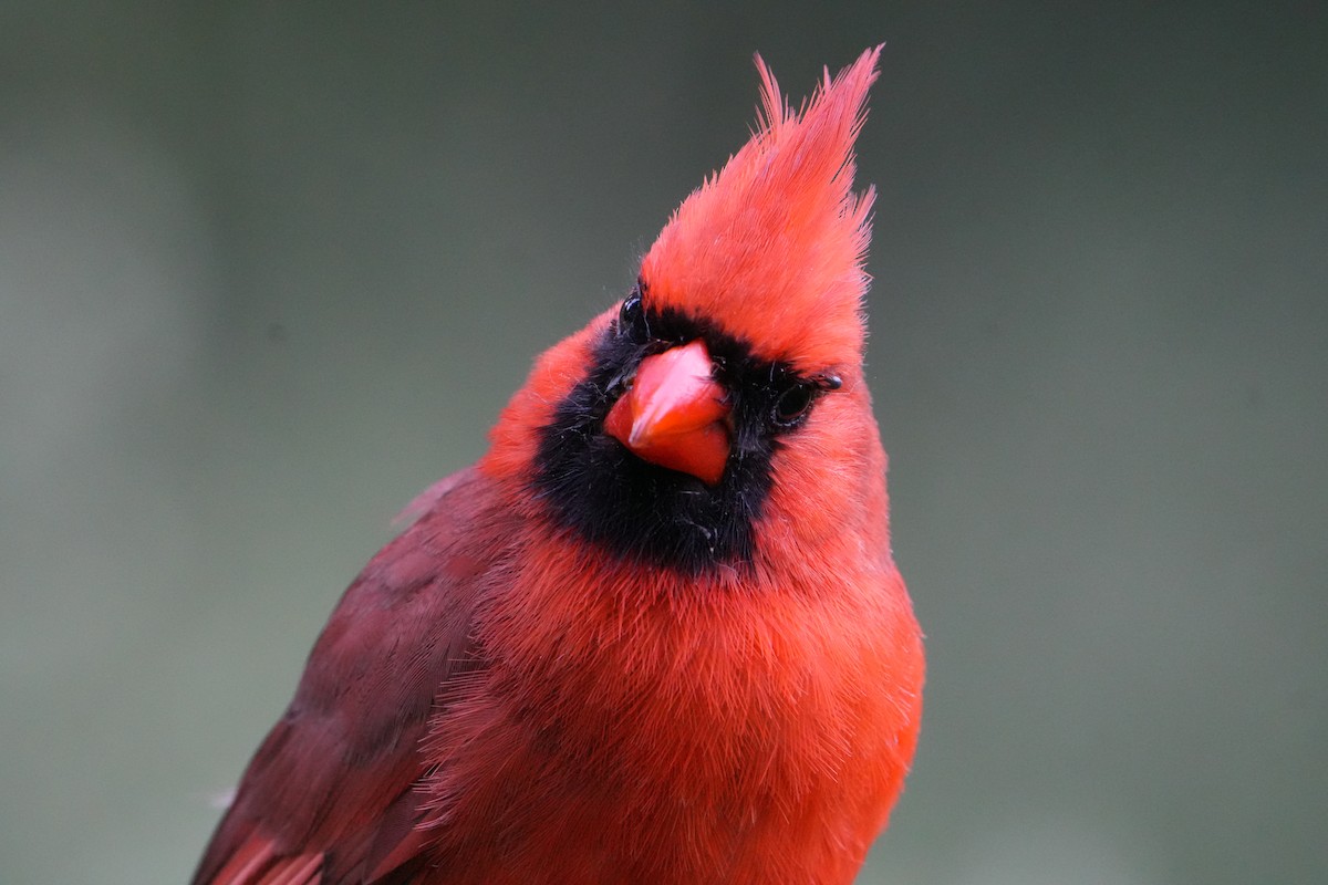 Cardinal rouge - ML619568857