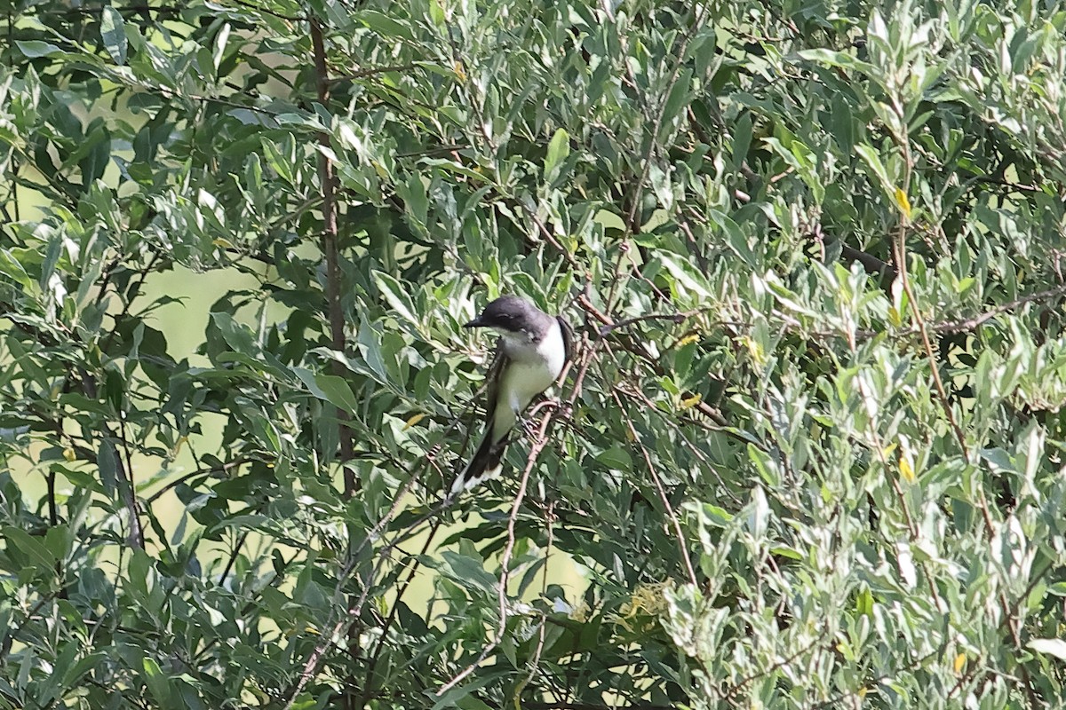 Eastern Kingbird - John Mercer