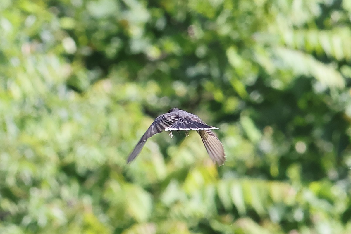 Eastern Kingbird - John Mercer