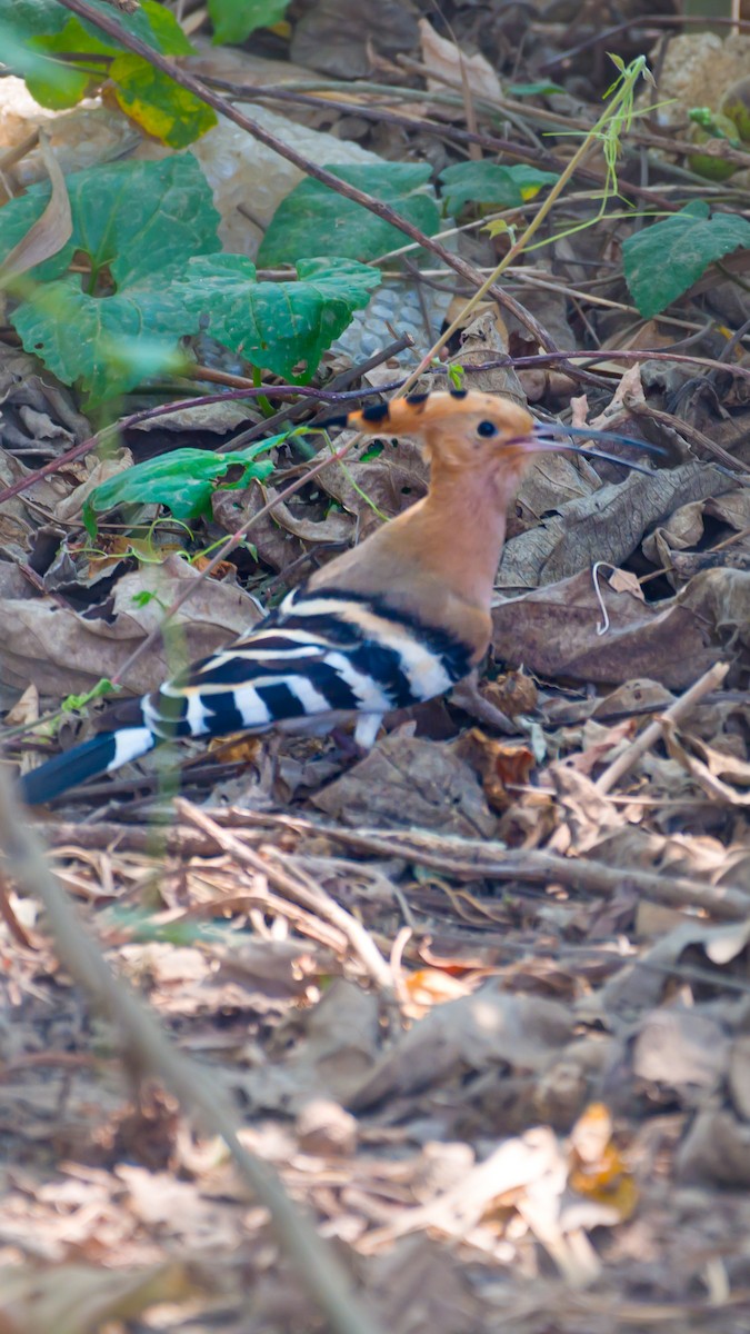 Eurasian Hoopoe - Munshi Abul Barakat