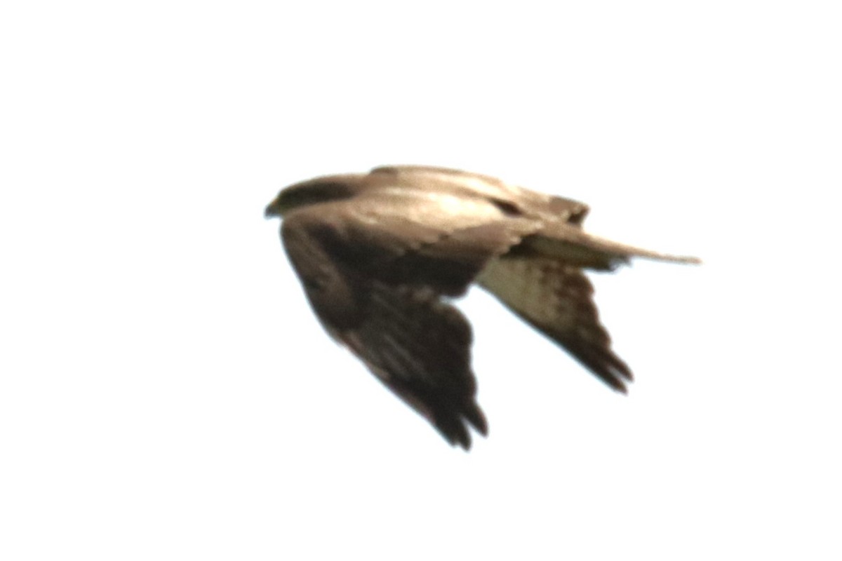 Common Buzzard - Jan Roedolf