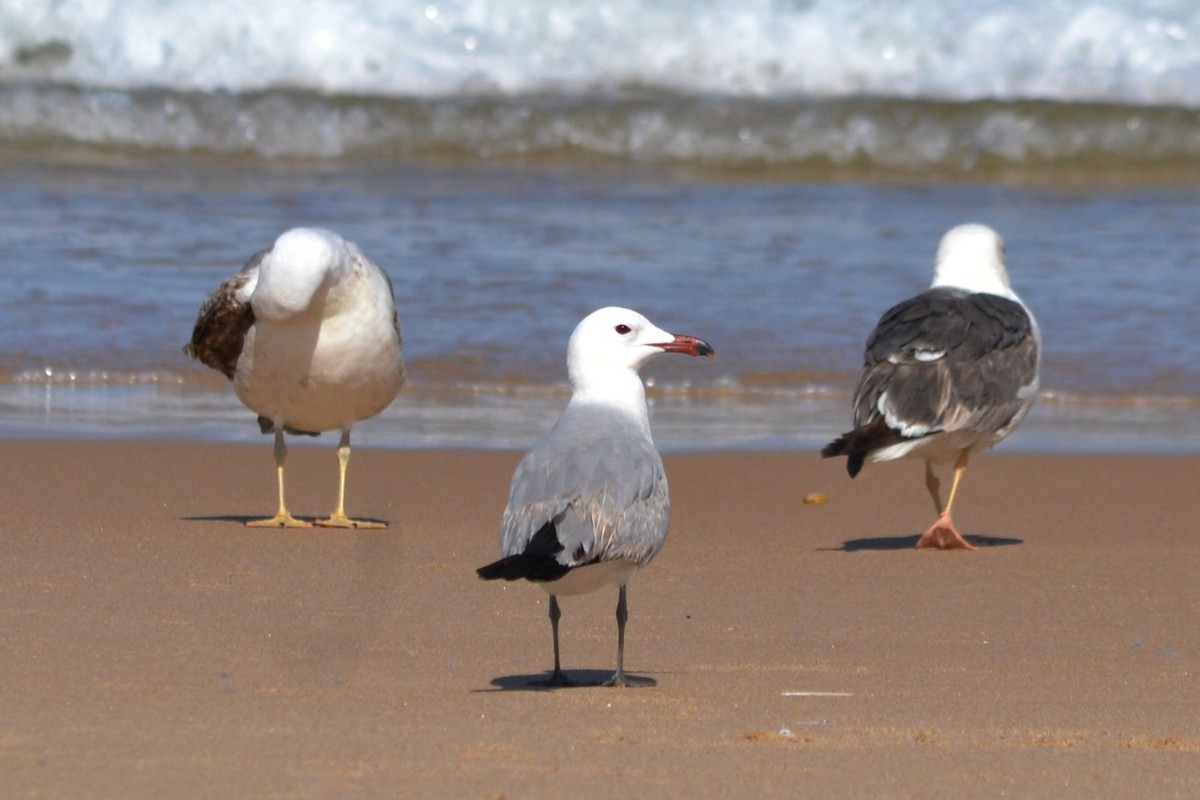 Audouin's Gull - Paulo  Roncon