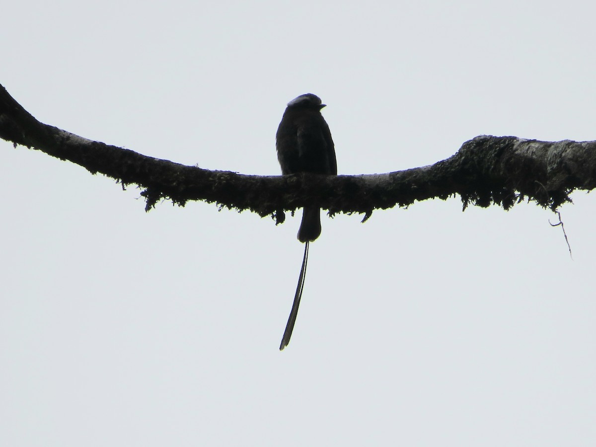 Long-tailed Tyrant - ML619568869