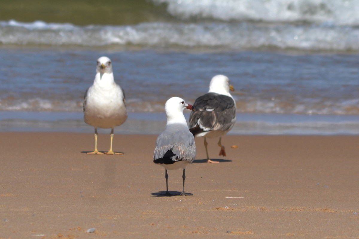 Audouin's Gull - Paulo  Roncon