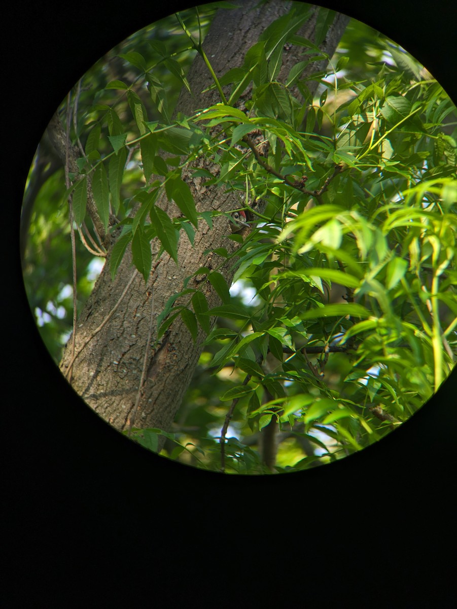 Great Spotted Woodpecker - Joanna Kubica