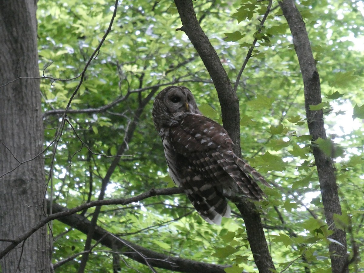 Barred Owl - ML619568877