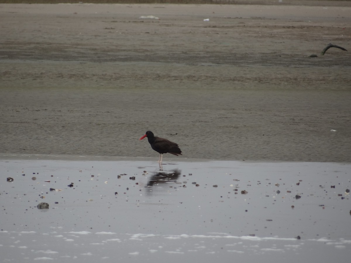 Blackish Oystercatcher - ML619568881