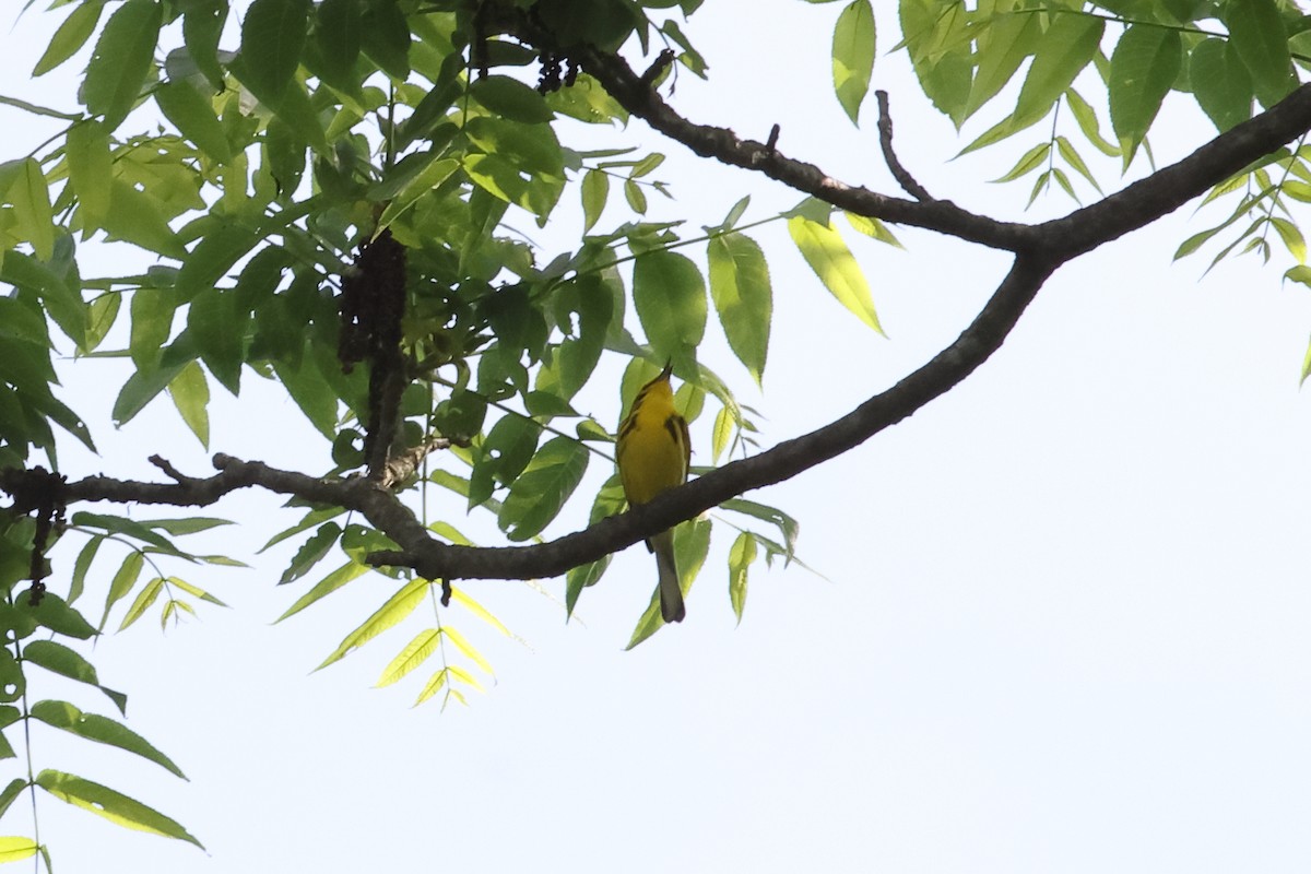 Prairie Warbler - John Mercer