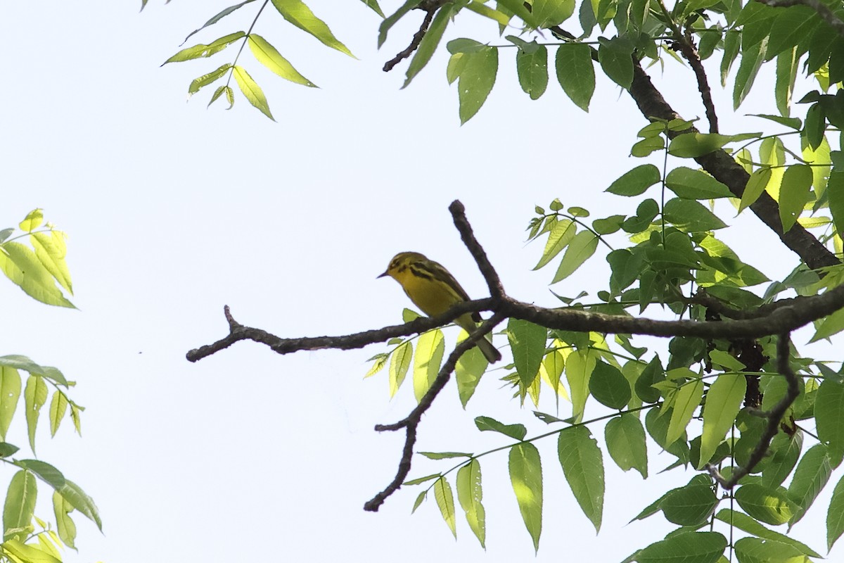 Prairie Warbler - John Mercer