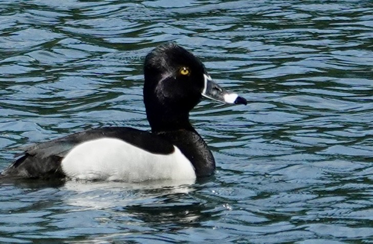 Ring-necked Duck - Jolene Cortright