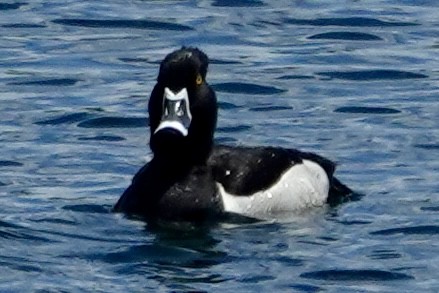 Ring-necked Duck - Jolene Cortright