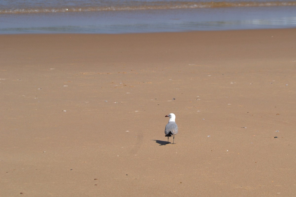 Audouin's Gull - Paulo  Roncon