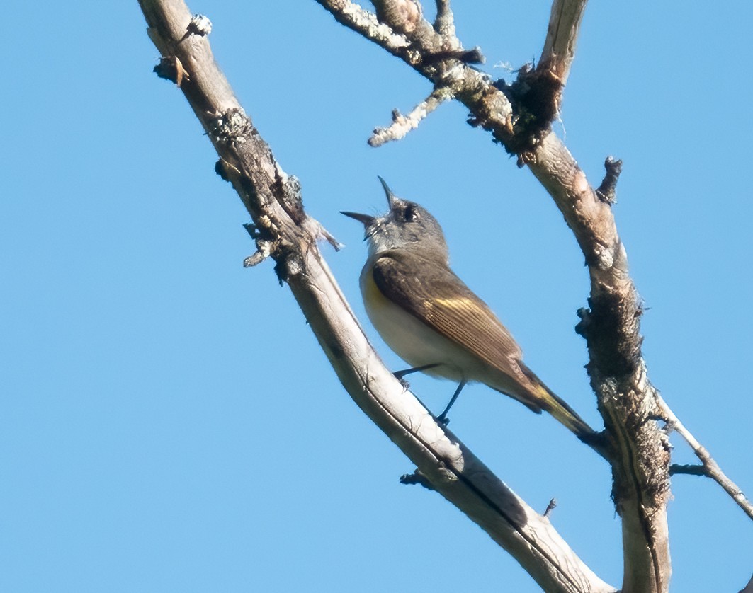 American Redstart - Moira Yip