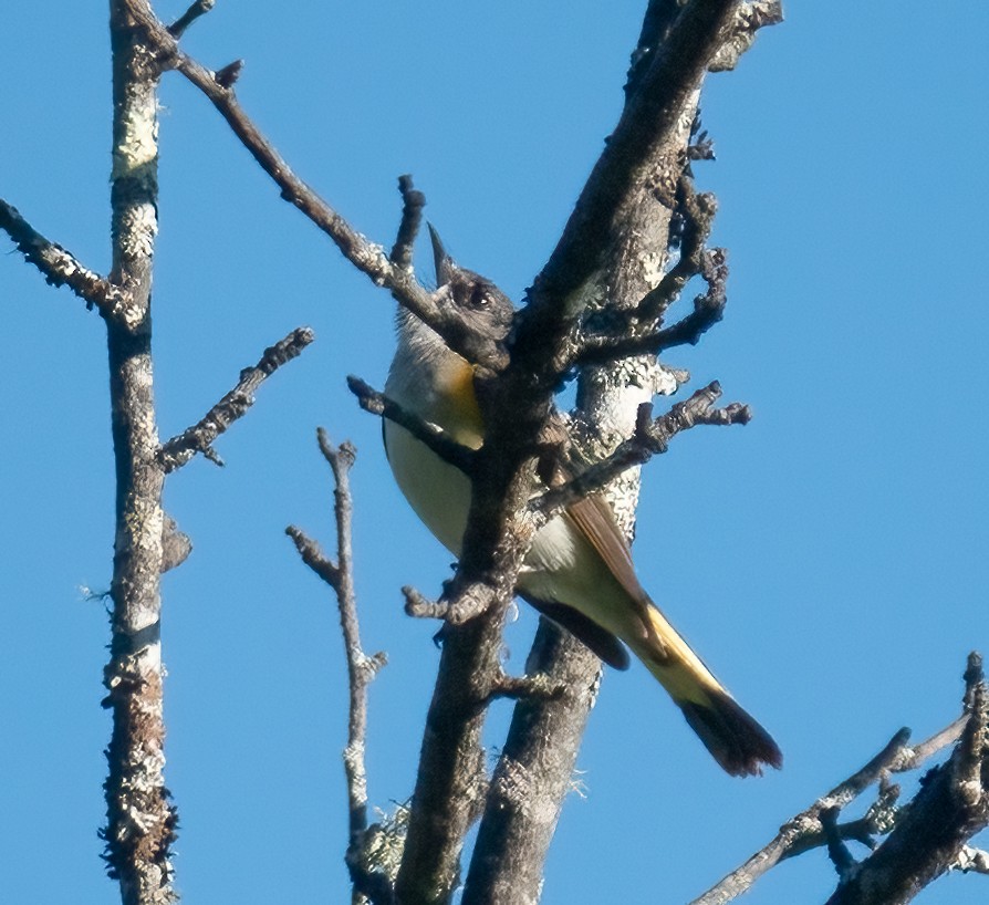 American Redstart - Moira Yip