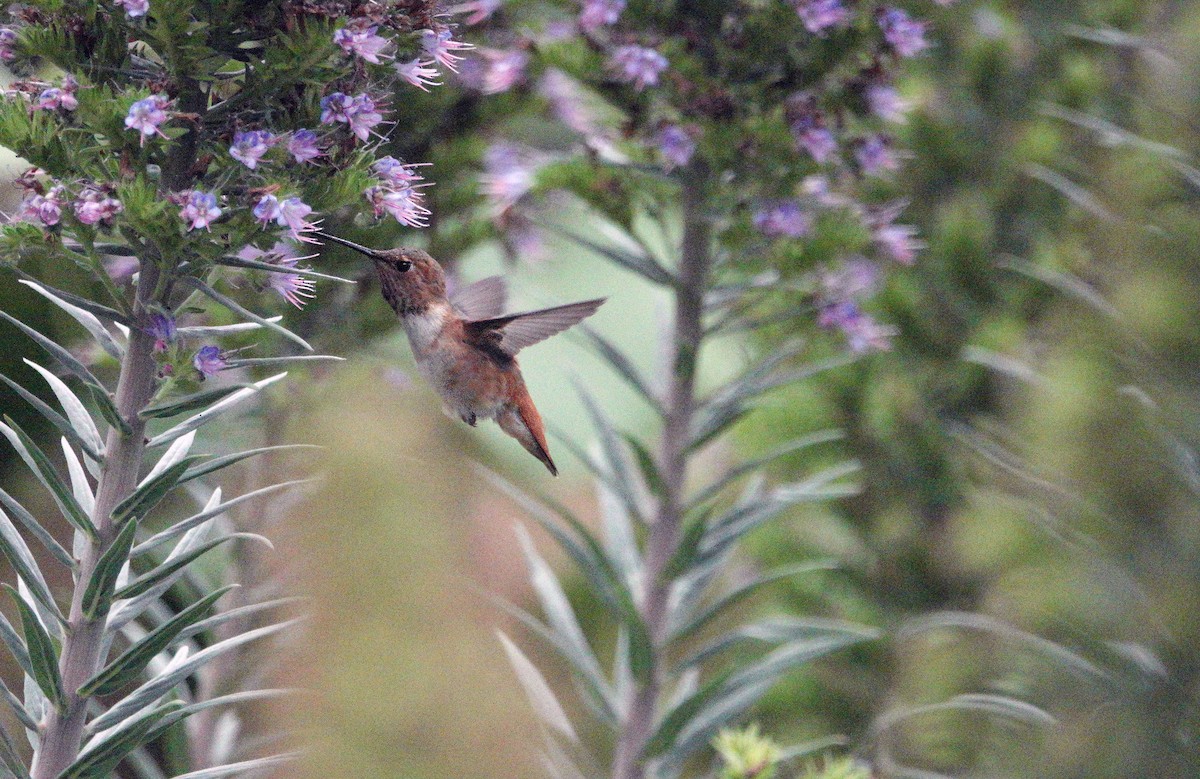 Allen's Hummingbird - Ann Marshall