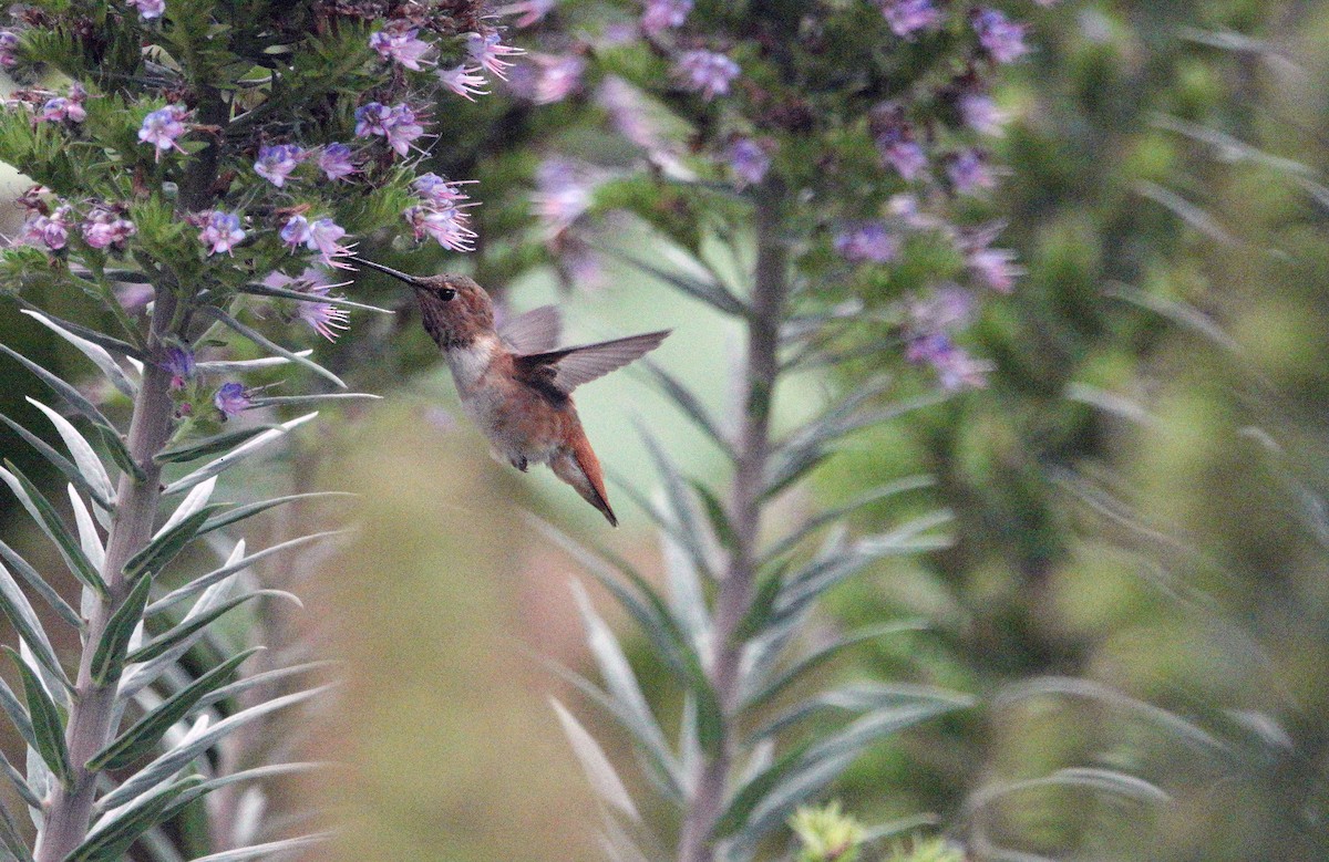 Allen's Hummingbird - ML619568915