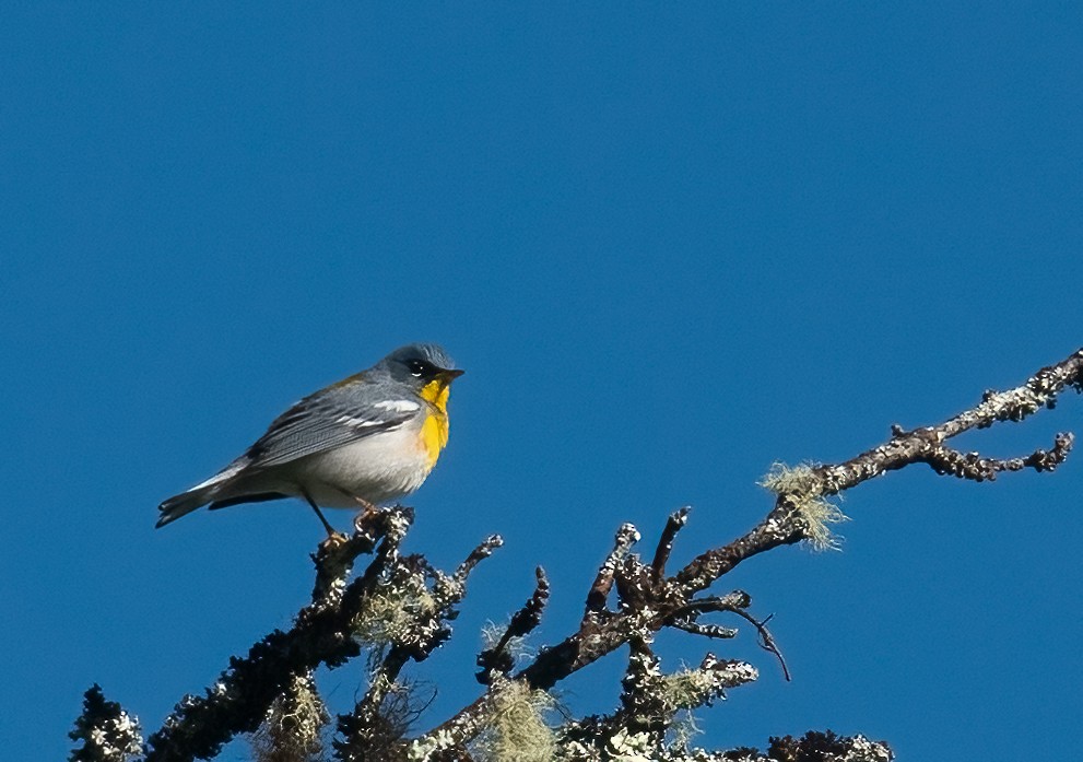 Northern Parula - Moira Yip