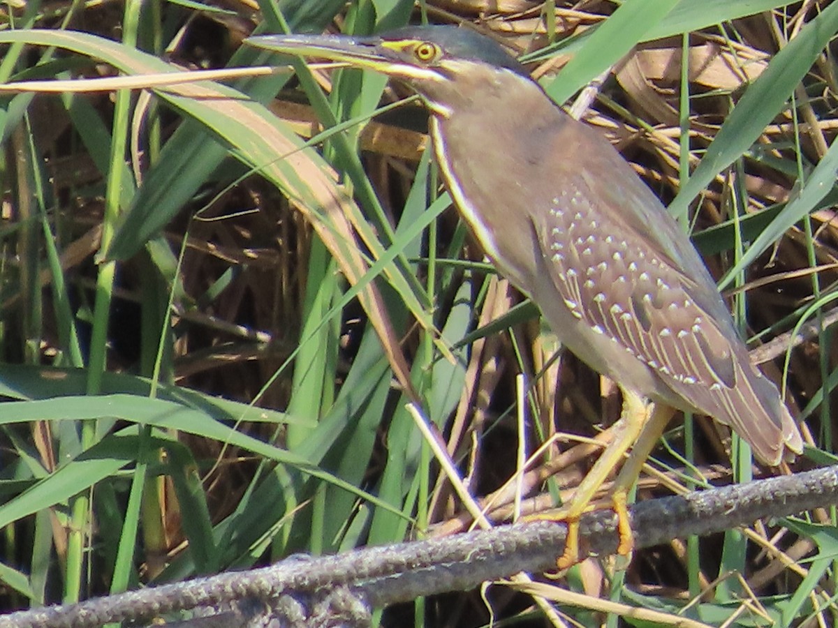 Striated Heron - Tom Ziegler