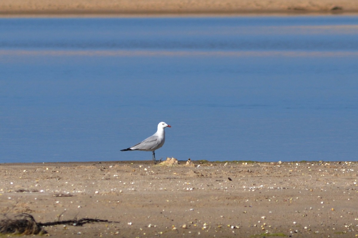 Audouin's Gull - Paulo  Roncon