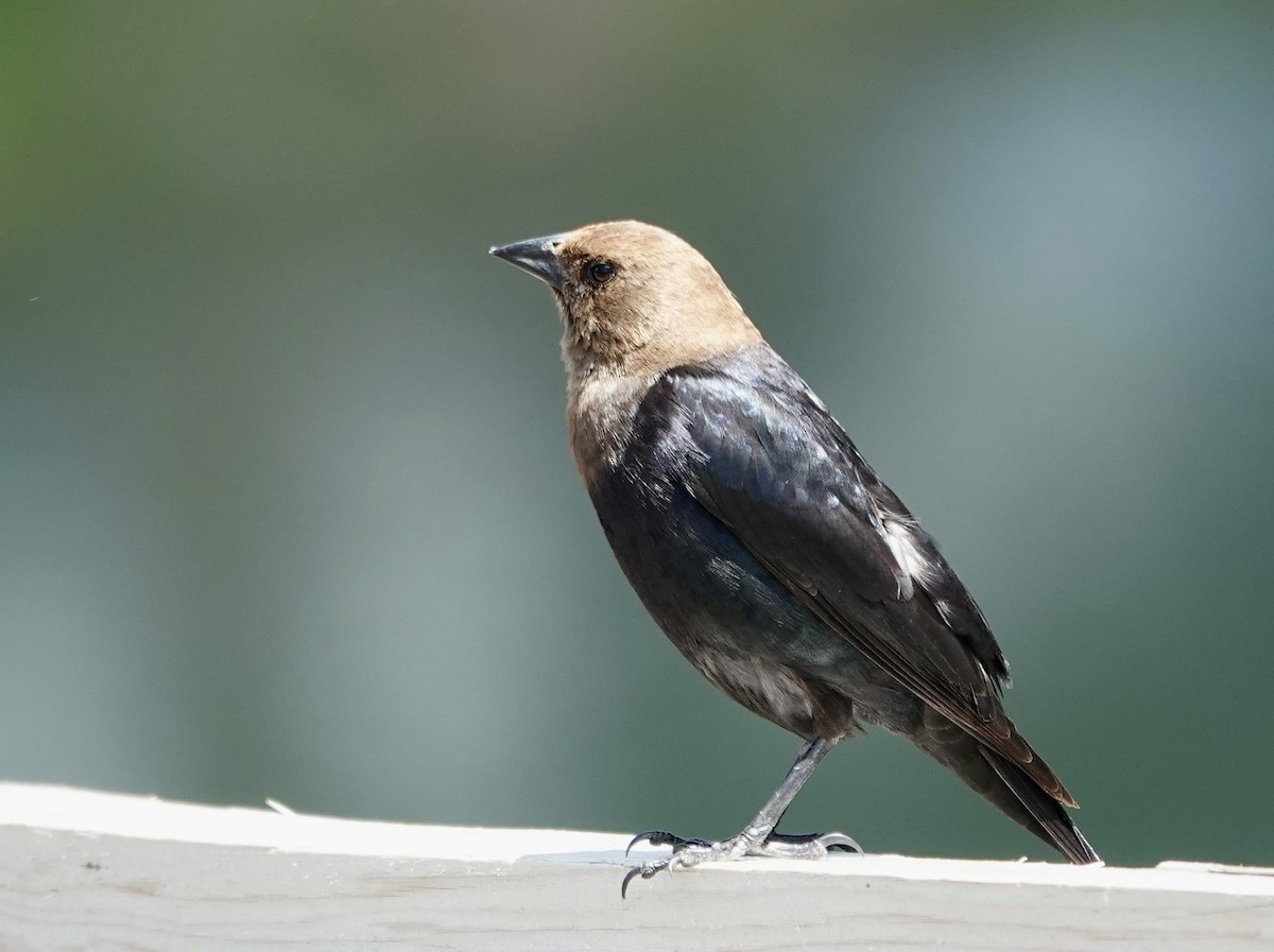 Brown-headed Cowbird - Jolene Cortright