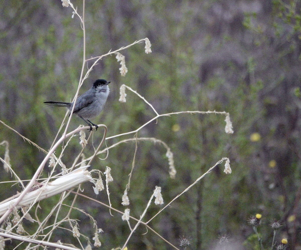 Perlita Californiana - ML619568930