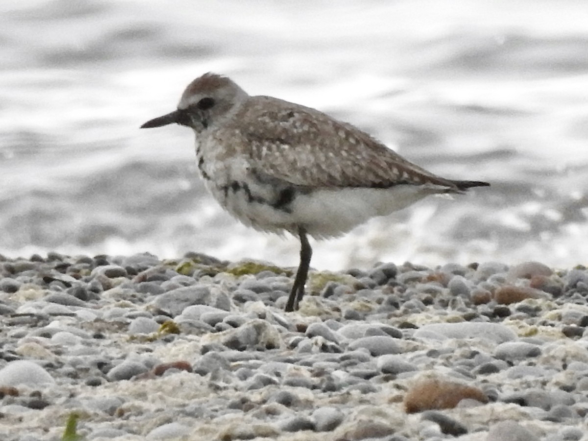 Black-bellied Plover - Linda Standfield