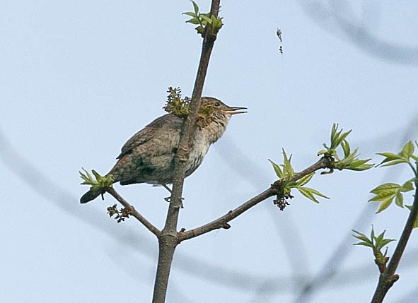 House Wren - Ross Hall