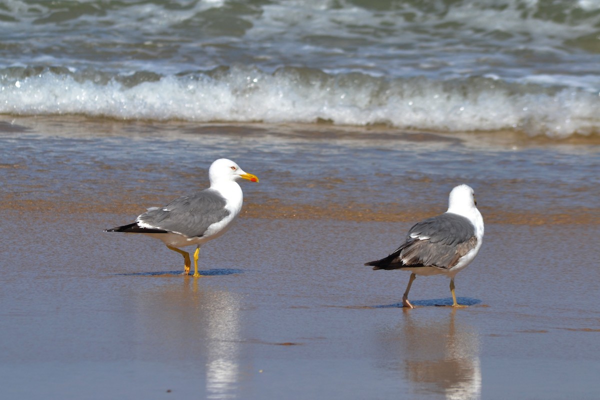 Yellow-legged Gull - Paulo  Roncon