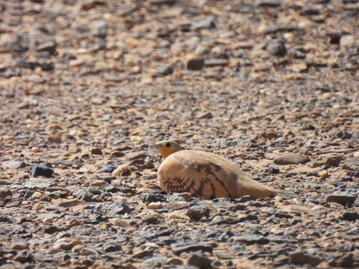 Spotted Sandgrouse - Luís Reino