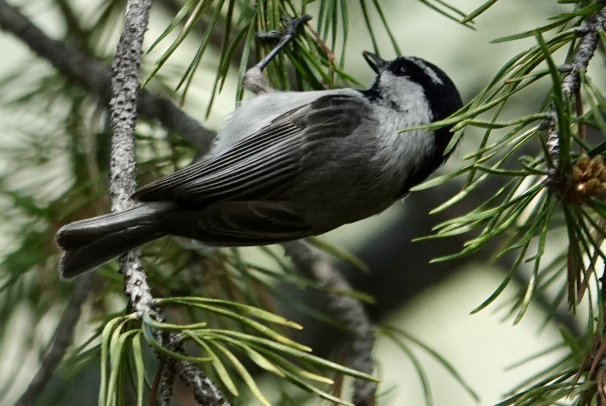 Mountain Chickadee - ML619568956