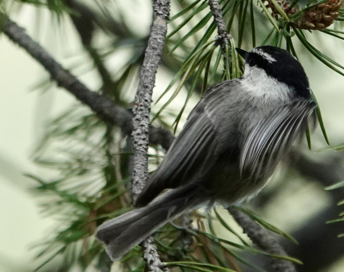 Mountain Chickadee - Jolene Cortright