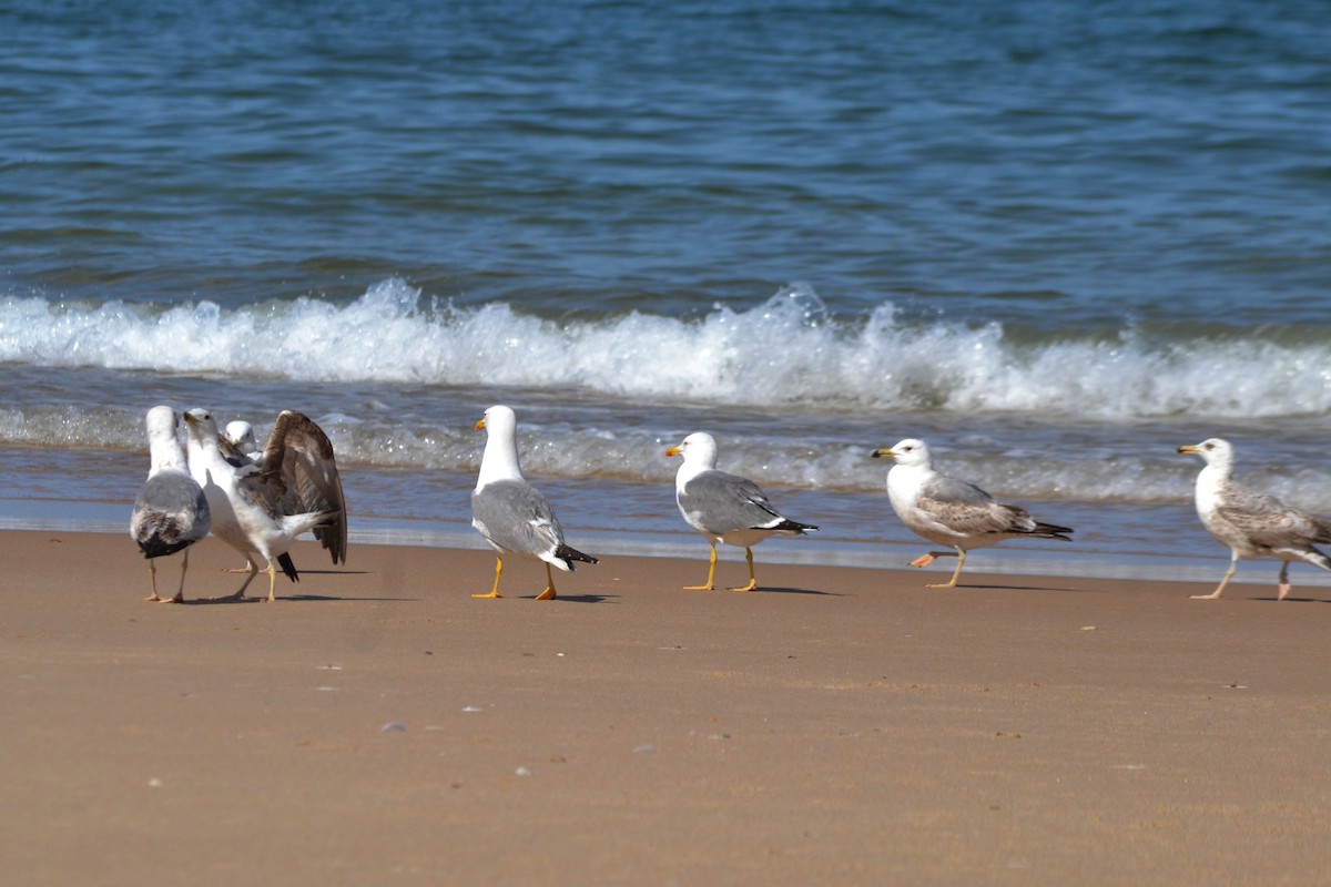 Yellow-legged Gull - Paulo  Roncon