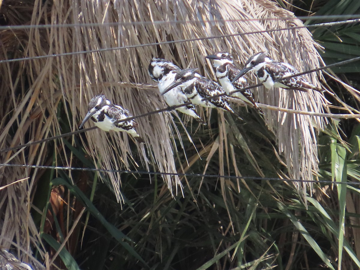 Pied Kingfisher - Tom Ziegler