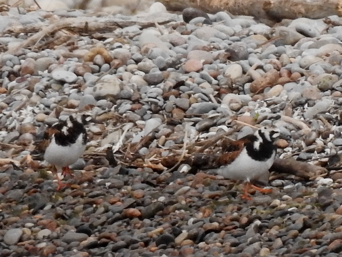 Ruddy Turnstone - Linda Standfield