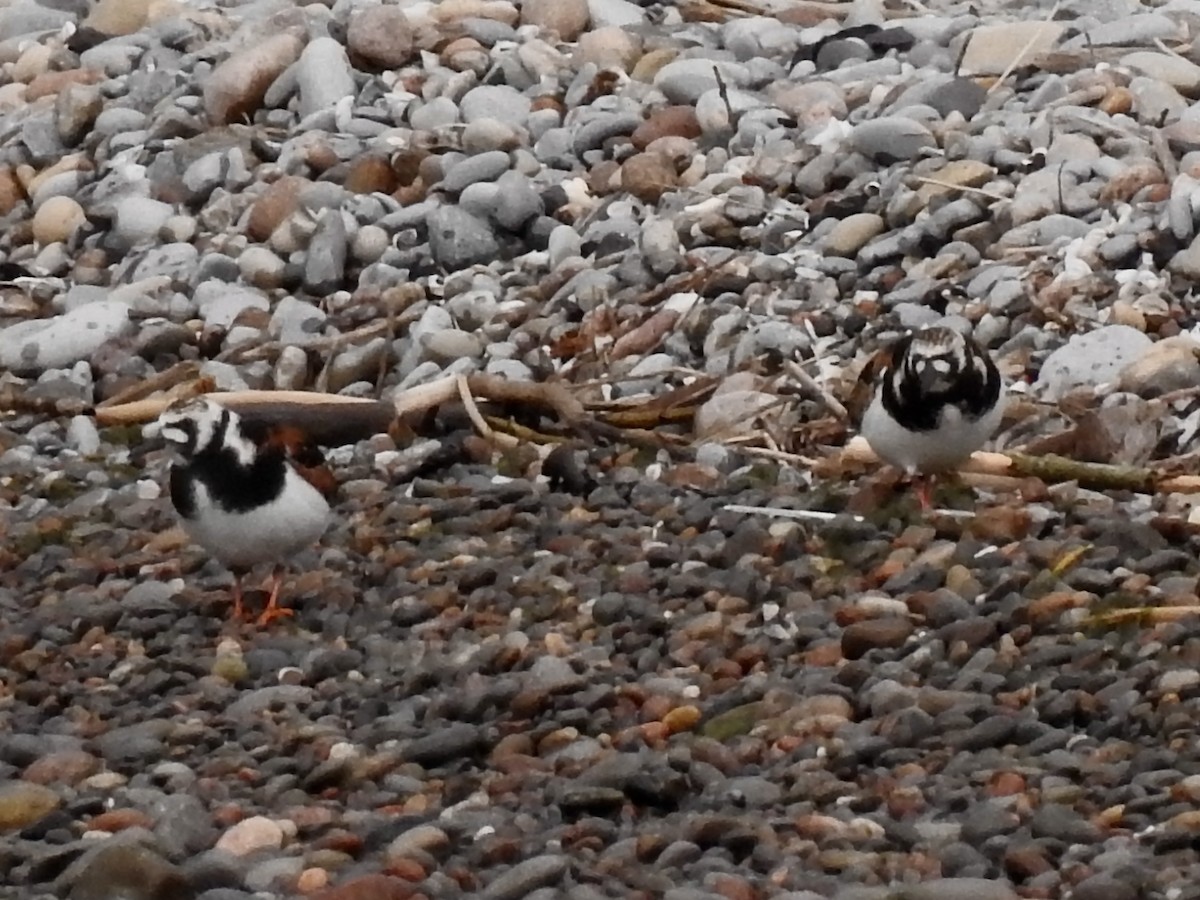 Ruddy Turnstone - Linda Standfield