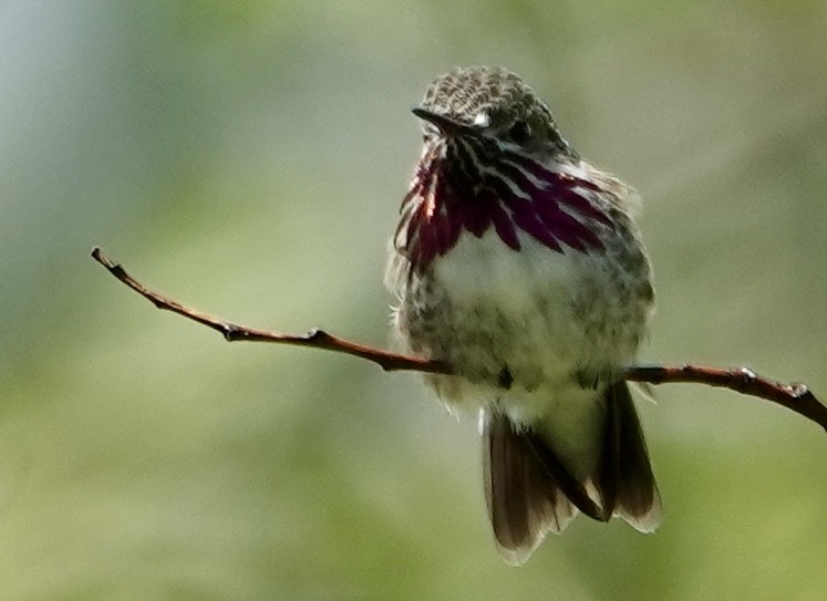 Calliope Hummingbird - Jolene Cortright