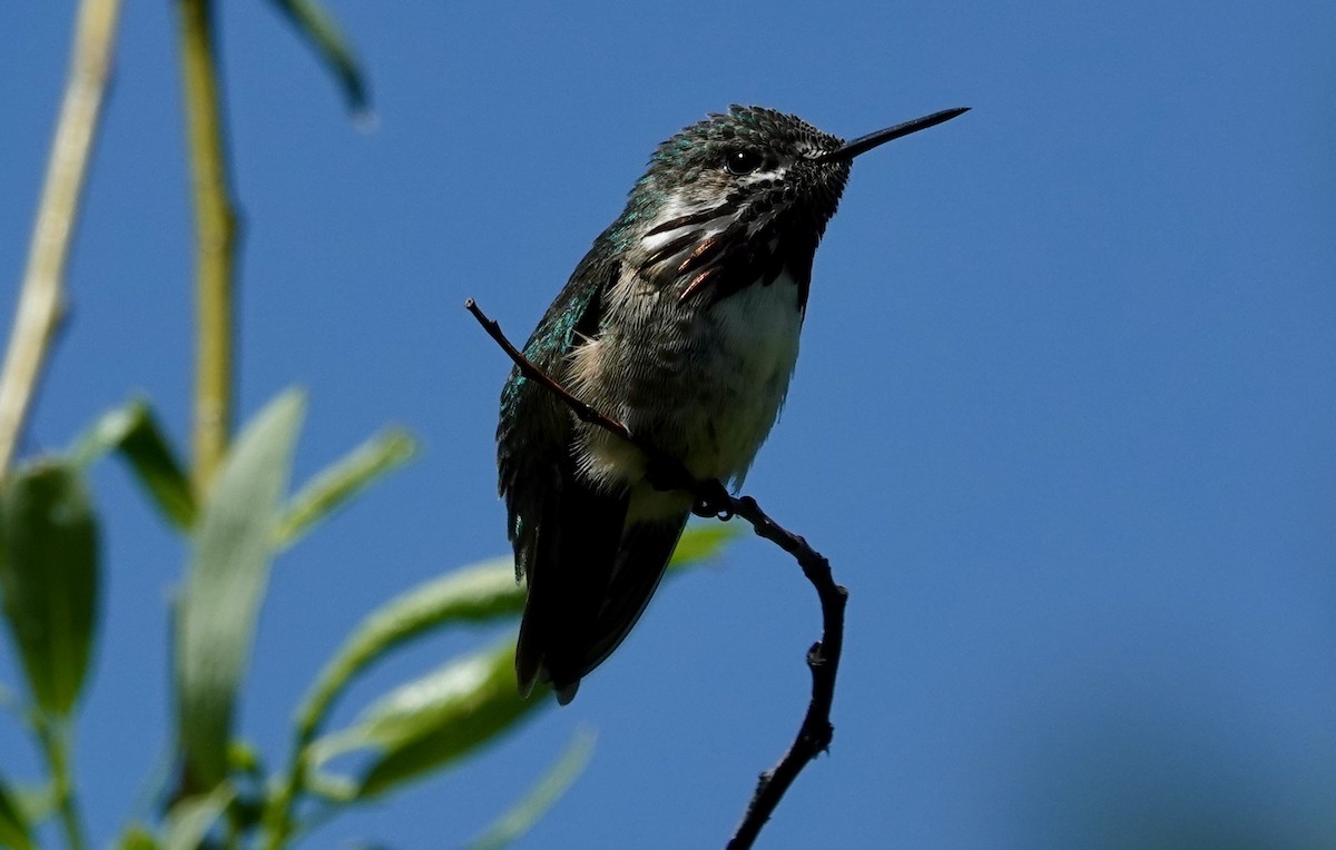 Calliope Hummingbird - Jolene Cortright