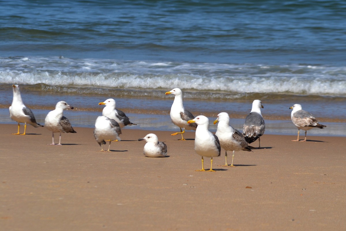 Yellow-legged Gull - Paulo  Roncon