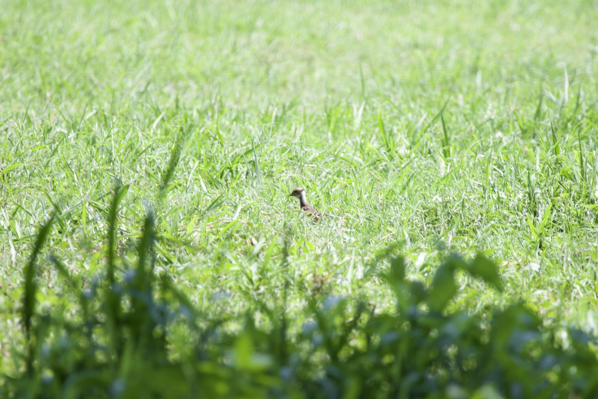 Southern Lapwing - ML619568979