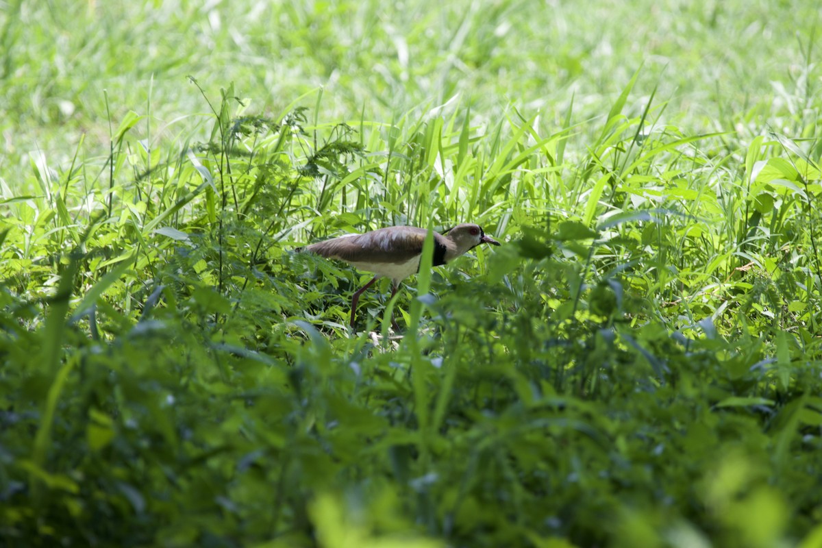 Southern Lapwing - ML619568981