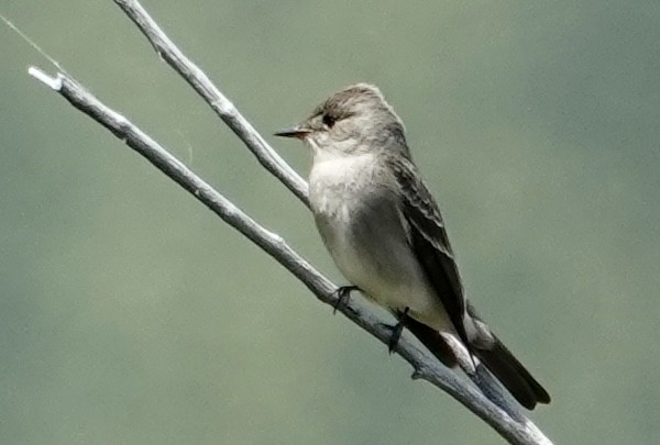 Western Wood-Pewee - ML619568987