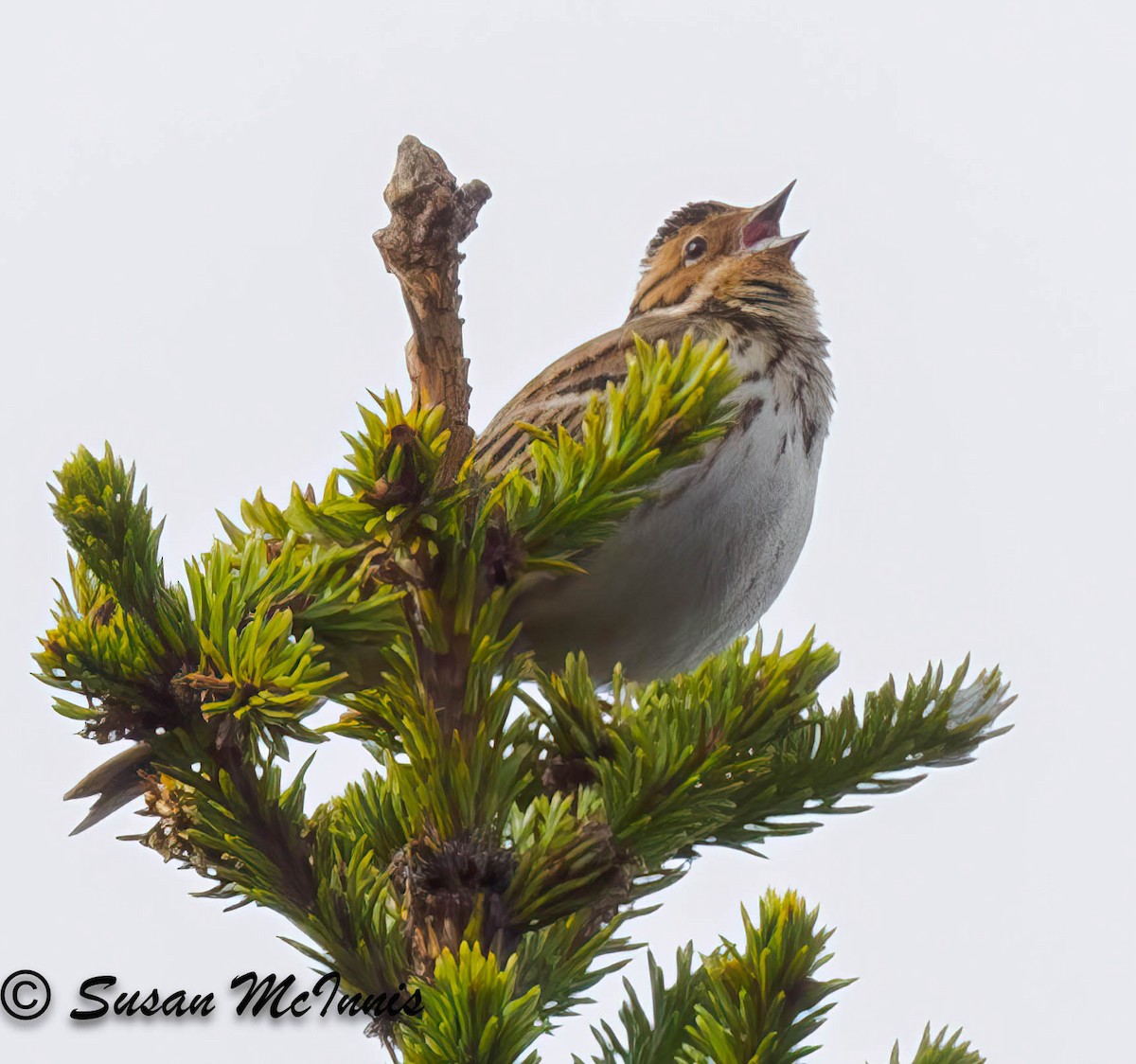 Little Bunting - Susan Mac