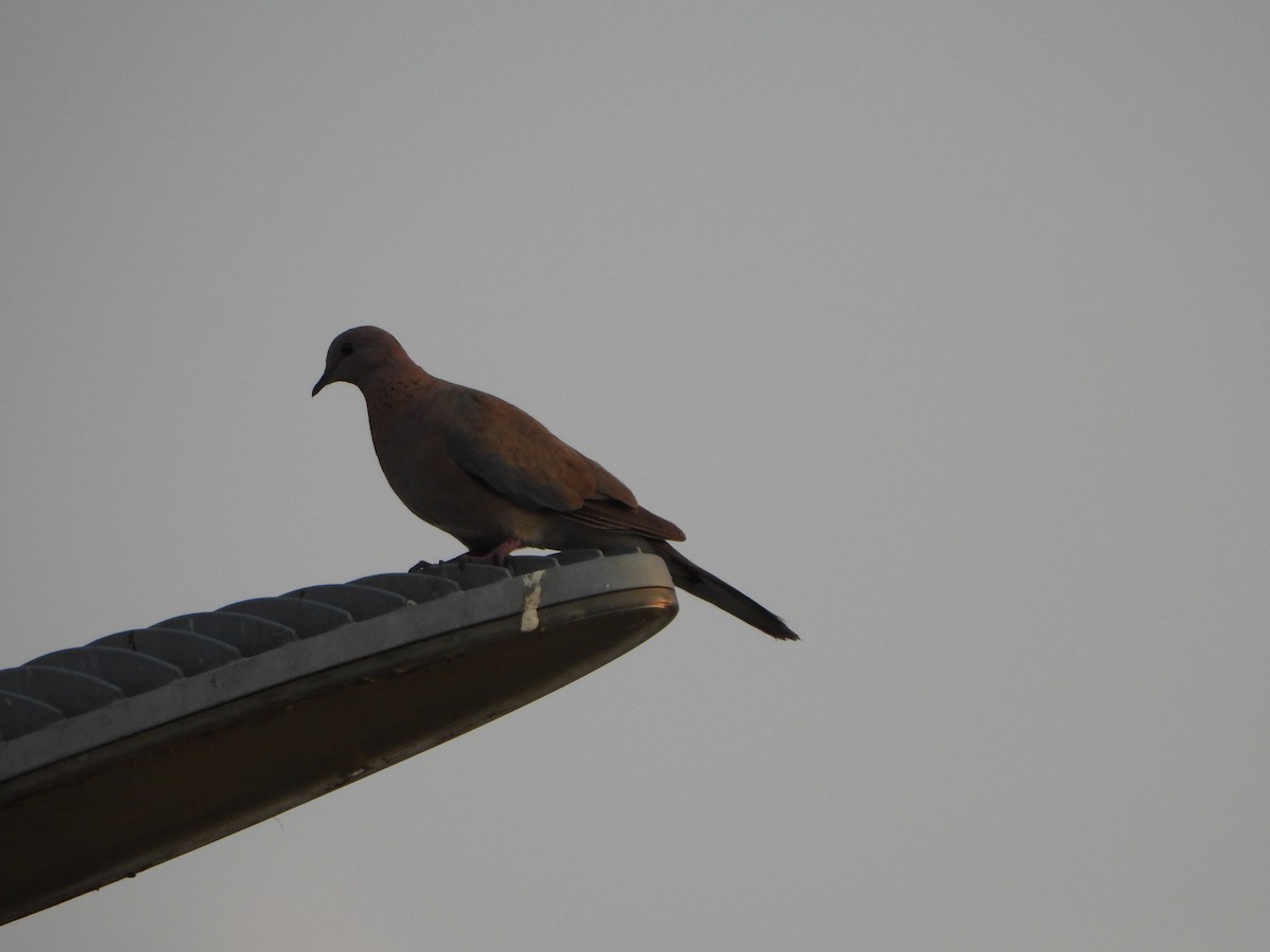 Laughing Dove - ML619568991