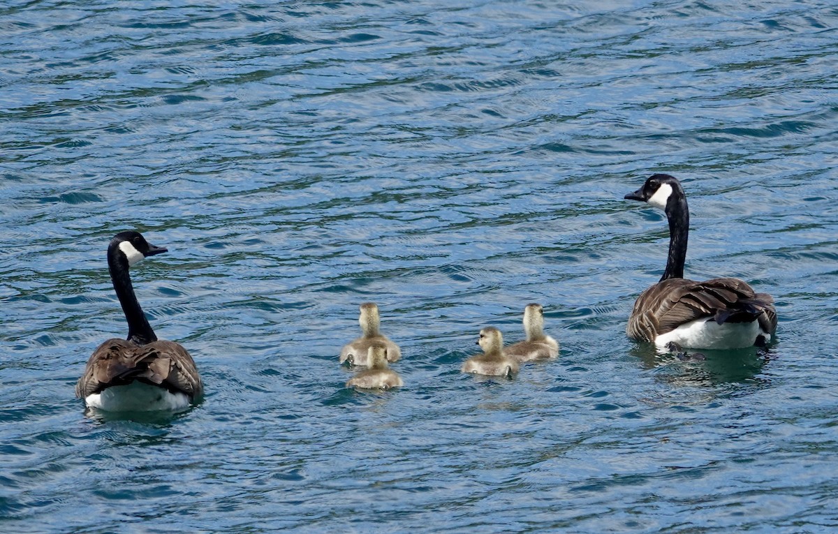 Canada Goose - ML619569001