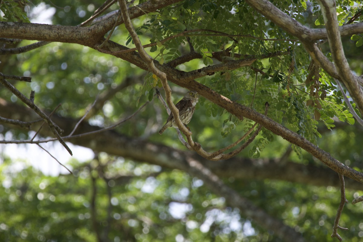 Ferruginous Pygmy-Owl - allie bluestein