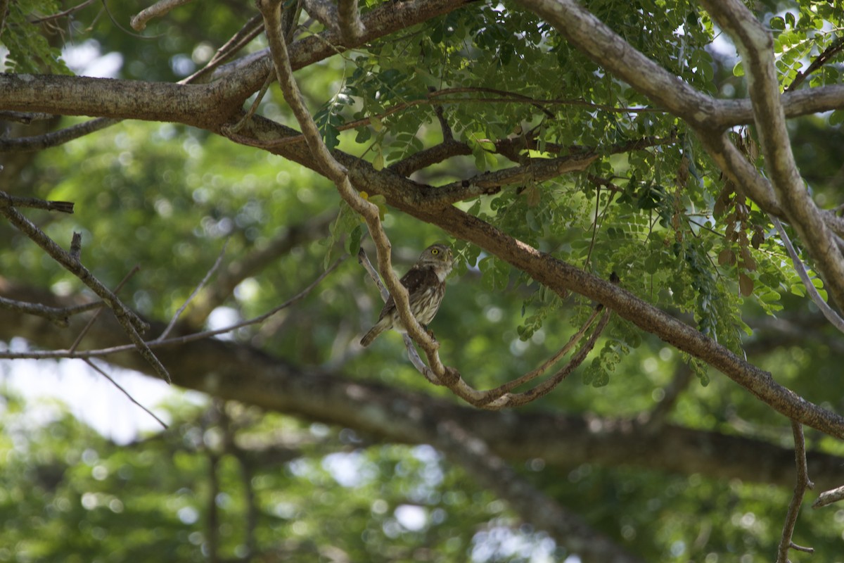 Ferruginous Pygmy-Owl - allie bluestein