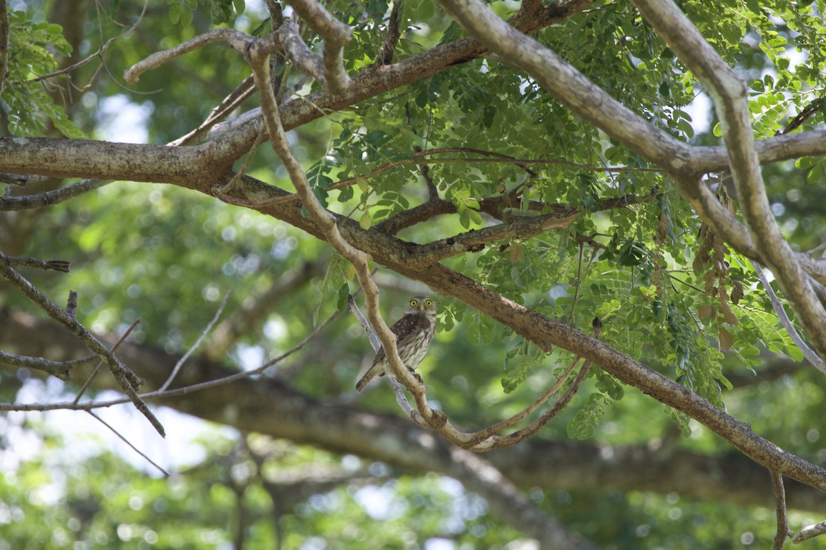 Ferruginous Pygmy-Owl - allie bluestein